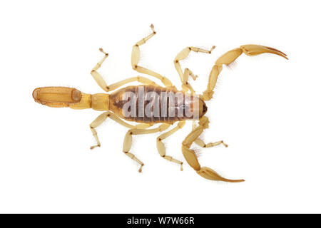 Hairy désert (Scorpion Hadrurus arizonensis) photographié sur un fond blanc. Captive, originaire d'Amérique du Nord. Banque D'Images