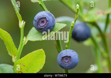 La myrtille (Vaccinium myrtillus), croissant sur la lande. Parc national de Peak District, Derbyshire, Royaume-Uni. En août. Banque D'Images