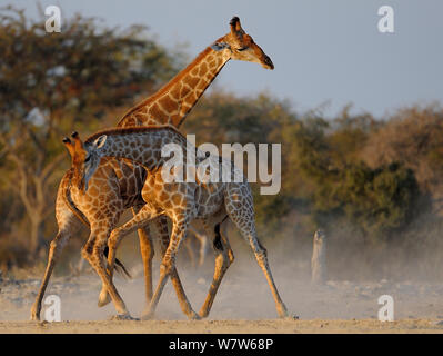 Deux Girafe (Giraffa camelopardalis) combats de taureaux, Namutoni, Etosha National Park, Namibie, juillet. Banque D'Images