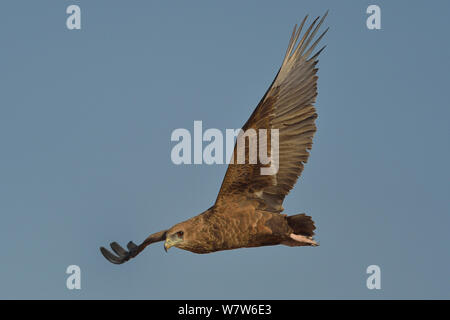 La aigle Bateleur (Terathopius ecaudatus) en vol, rivière Chobe, au Botswana, en juillet. Banque D'Images
