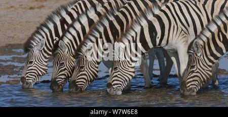 De Burchell / cinq zèbres des Plaines (Equus quagga burchelli) / boire, Etosha National Park, Namibie, juillet. Banque D'Images