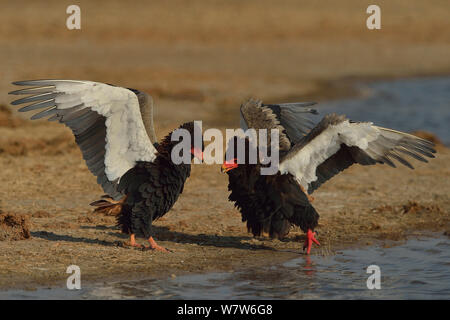 Aigle Bateleur (Terathopius ecaudatus) Paire de rencontre dynamique, Etosha, Namibie, juillet. Banque D'Images