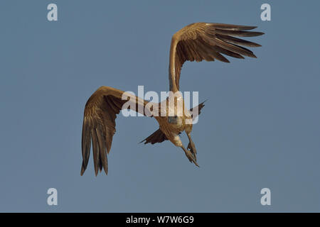 Cape (Gyps coprotheres) en vol, Etosha, Namibie, juillet, espèces vulnérables. Banque D'Images