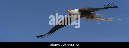 Poissons d'Afrique blanche (Haliaeetus vocifer) en vol transportant le matériel du nid, rivière Chobe, au Botswana, en septembre. Banque D'Images