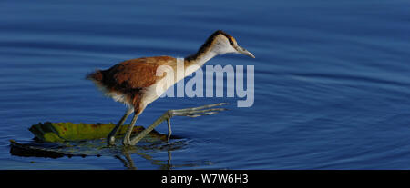 Afrique juvénile jacana (Actophilornis africanus) sur grande feuille dans l'eau, rivière Chobe, au Botswana, en avril. Banque D'Images