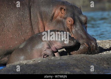 Mère Hippopotame (Hippopotamus amphibius) et sortir de l'eau, rivière Chobe, au Botswana, les espèces vulnérables. Banque D'Images