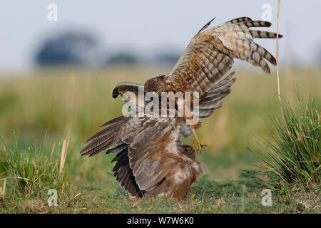 African busard des roseaux (Circus ranivorus) attaquer bec jaune (kite Milvus aegyptius) rivière Chobe, au Botswana. Banque D'Images