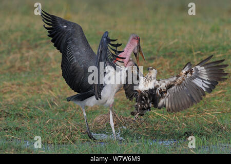 Marabou stork (crumeniferus Flamant rose (Phoenicopterus ruber) Harceler un jeune poisson d'Afrique blanche (Haliaeetus vocifer) rivière Chobe, au Botswana, en novembre. Banque D'Images