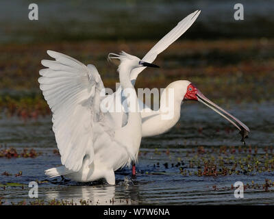 Aigrette garzette (Egretta garzetta) attendent la spatule d'Afrique (Platalea alba) avec des poissons en bec de faire une erreur de sorte qu'il peut voler ses captures, rivière Chobe, au Botswana. Banque D'Images