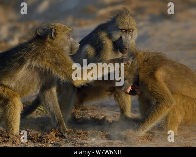 Des babouins Chacma adultes (Papio ursinus) juvénile discipliner en tirant sur la fourrure, rivière Chobe, au Botswana, en avril. Banque D'Images