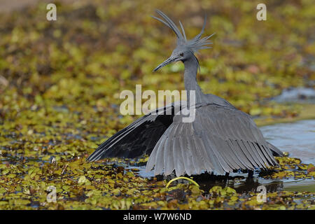 Black heron (Egretta ardesiaca) à l'aide du couvert d'aile pour produire de l'ombre pour la chasse, la rivière Chobe, au Botswana, en avril. Banque D'Images