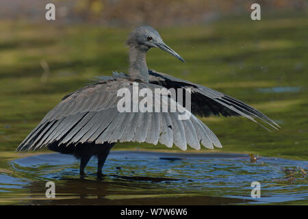 Black heron (Egretta ardesiaca) à l'aide de l'auvent de l'escadre de créer des mots pour la chasse, la rivière Chobe, au Botswana, en mars. Banque D'Images