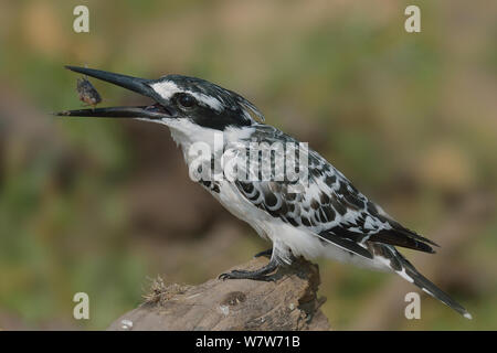 Martin-pêcheur pie (Ceryle rudis) prendre la nourriture dans son bec, rivière Chobe, au Botswana, en août. Banque D'Images