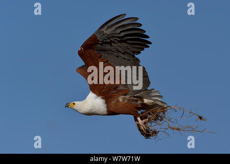 Poissons d'Afrique blanche (Haliaeetus vocifer) en vol transportant le matériel du nid, rivière Chobe, au Botswana, en juin. Banque D'Images