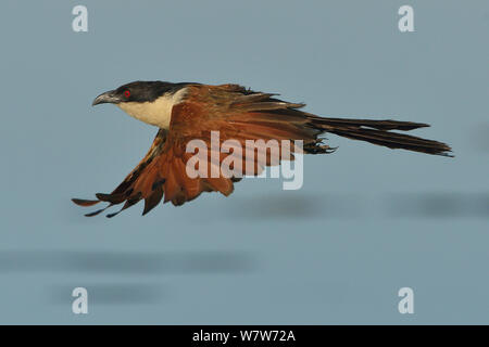 À queue cuivrée (Centropus cupreicaudus coucal) en vol à basse altitude au-dessus de l'eau, rivière Chobe, au Botswana, en avril. Banque D'Images