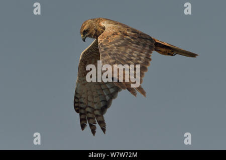 African busard des roseaux (Circus ranivorus) en vol, rivière Chobe, au Botswana, en août. Banque D'Images