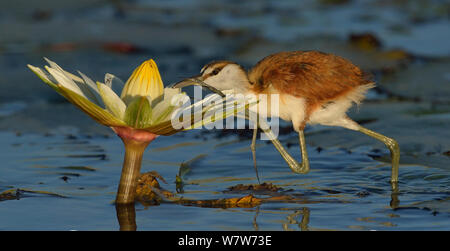 Afrique juvénile jacana (Actophilornis africana) pour les insectes dans l'eau, fleur de lys rivière Chobe, au Botswana, en mai. Banque D'Images