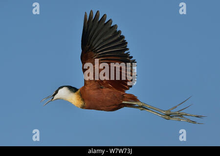 L'Afrique de l'homme jacana (Actophilornis africanus) en vol, rivière Chobe, au Botswana, en juin. Banque D'Images