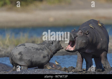 Hippopotame (Hippopotamus amphibius) veaux jouant, rivière Chobe, au Botswana, en juin, les espèces vulnérables. Banque D'Images