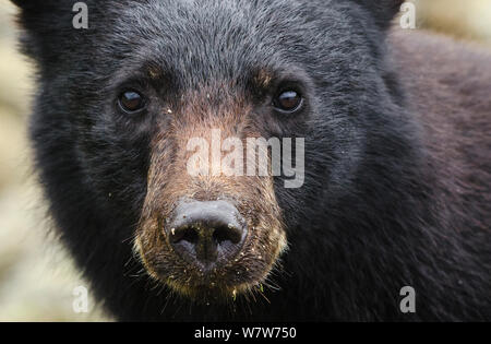 L'île de Vancouver, l'ours noir (Ursus americanus) vancouveri portrait de 1 an, l'île de Vancouver, Colombie-Britannique, Canada, août. Banque D'Images