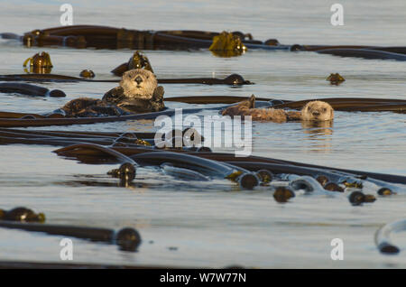 Le nord de loutre de mer (Enhydra lutris kenyoni) mère et flottant entre petits bull kelp au coucher du soleil, l'île de Vancouver, Colombie-Britannique, Canada, juillet. Banque D'Images