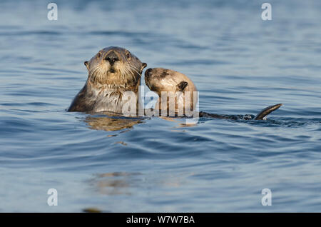 Le nord de loutre de mer (Enhydra lutris kenyoni) mère et chez les petits bull kelp au coucher du soleil, l'île de Vancouver, Colombie-Britannique, Canada, juillet. Banque D'Images