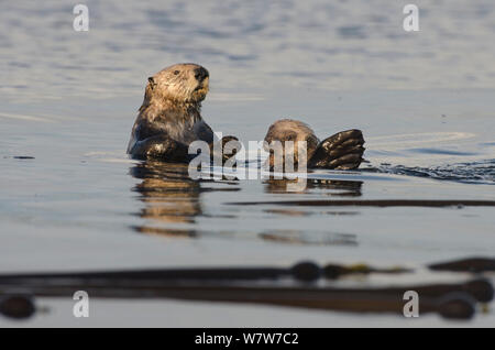 Le nord de loutre de mer (Enhydra lutris kenyoni) mère et chez les petits bull kelp au coucher du soleil, l'île de Vancouver, Colombie-Britannique, Canada, juillet. Banque D'Images