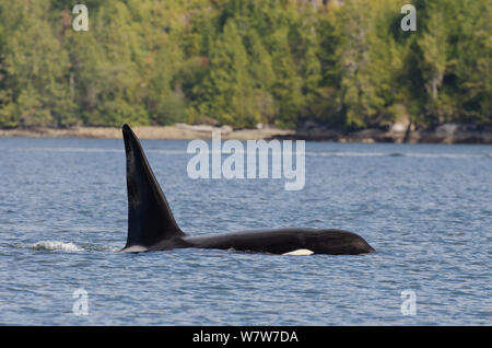 L'épaulard (Orcinus orca) mâle en surface, transitoire de la race, de l'île de Vancouver, Colombie-Britannique, Canada, juillet. Banque D'Images