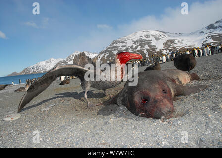 Pétrel géant (Macronectes giganteus) se nourrissant d'un Éléphant de mer du sud (Mirounga leonina) pup. St Andrews Bay - Géorgie du Sud. Banque D'Images