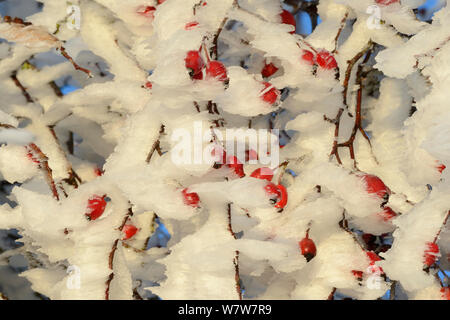 Givre sur églantier (rosa sp) en hiver, Vosges, France, décembre. Banque D'Images
