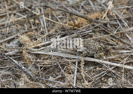 Crapaud calamite (Bufo calamita) sur le sol, Aude, France, juillet. Banque D'Images