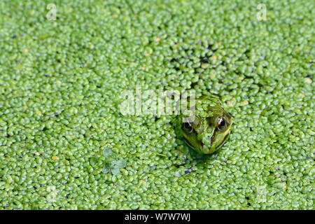 Edible frog (Rana esculenta) dans la lutte contre les mauvaises herbes de l'étang, Vosges, France, juin. Banque D'Images