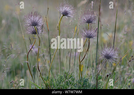 L'anémone pulsatille commune Pulsatilla vulgaris (fleurs) de l'Aubrac, France, juillet. Banque D'Images