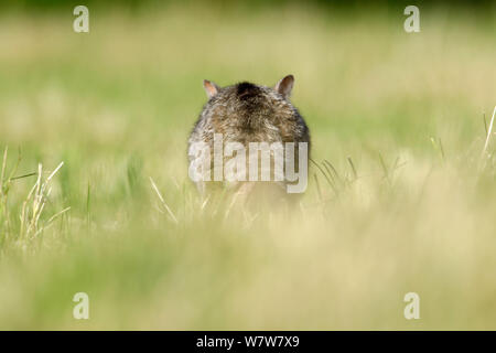 Chat sauvage (Felis silvestris) Vue arrière, Vosges, France, juin. Banque D'Images