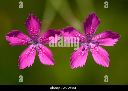 Fleurs rose de jeune fille (Dianthus deltoides) Aubrac, Auvergne, France, juillet. Banque D'Images