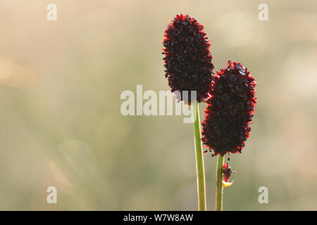 Pimprenelle (Sanguisorba officinalis) en fleur, l'Aubrac, Auvergne, France, juillet. Banque D'Images