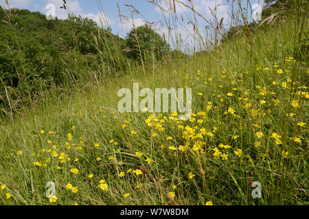 Rock commun (Helianthemum nummularium-roses) floraison dans une prairie meadow hillside chalk, Wiltshire, Royaume-Uni, juillet. Banque D'Images