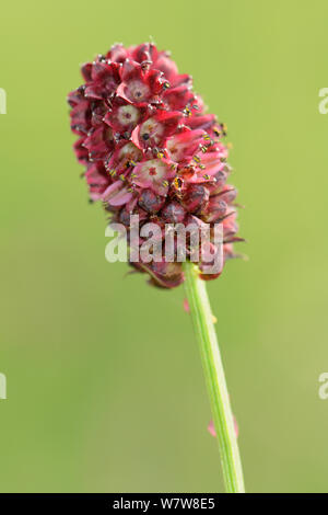 Pimprenelle (Sanguisorba officinalis) flower close-up traditionnel, hay meadow, Wiltshire, Royaume-Uni, juin. Banque D'Images