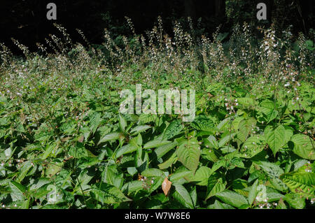 Enigme de l'(Circaea lutetiana morelle) peuplement dense floraison dans un défrichement des terres forestières, Gloucestershire, Royaume-Uni, juillet. Banque D'Images