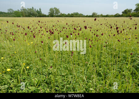 Peuplement dense de pimprenelle (Sanguisorba officinalis) la floraison dans un traditionnel hay meadow, Wiltshire, Royaume-Uni, juin. Banque D'Images