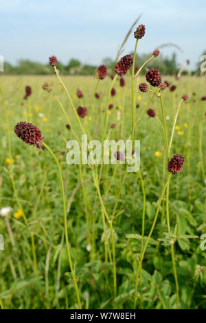 Pimprenelle (Sanguisorba officinalis) la floraison dans un traditionnel hay meadow, Wiltshire, Royaume-Uni, juin. Banque D'Images