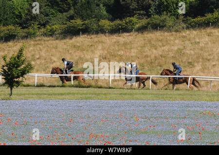 Trois chevaux de course à l'entraînement, le long des champs de la floraison des galops de lin (Linum usitatissimum), Marlborough Downs, Wiltshire, Royaume-Uni, juillet. Banque D'Images