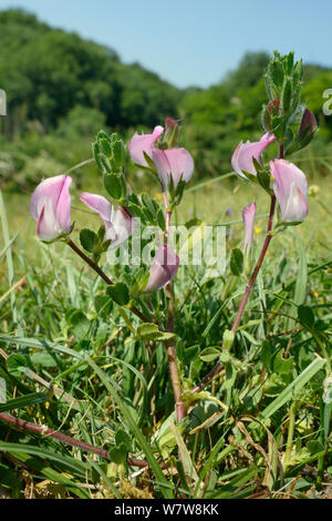 Common restharrow (Ononis repens) floraison sur prairie meadow hillside chalk, Wiltshire, Royaume-Uni, juillet. Banque D'Images