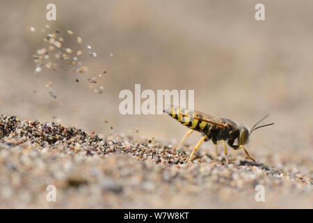 Sable femelle / Digger wasp (guêpe Bembix oculata) d'excaver un nid dans le sable de la plage de sable, projetant derrière elle comme elle fonctionne, Crète, Grèce, mai. Banque D'Images