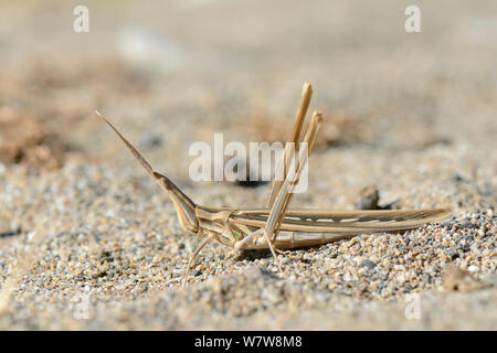 Sauterelle bec long (Truxalis nasuta) bien camouflée sur le sable près de la côte, Crète, Grèce, mai. Banque D'Images