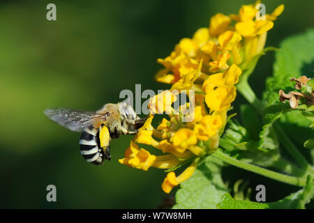 White-banded digger (abeille Amegilla quadrifasciata), planant comme il nectars sur fleurs Lantana (Lantana camara), Kilada, en Grèce, en août. Banque D'Images