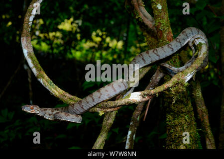 Amazon tree boa (Corallus hortulanus) passant dans les branches, Guyane Banque D'Images