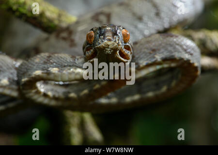 Amazon tree boa (Corallus hortulanus) portrait, Guyane Banque D'Images