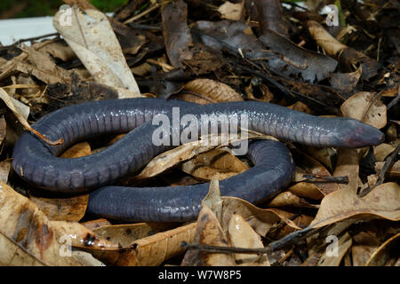 (Caecilia tentaculata cécilien) Guyane Banque D'Images