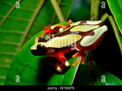 Beireis treefrog' (Dendropsophus leucophyllatus) sur feuille, Guyane française. Banque D'Images